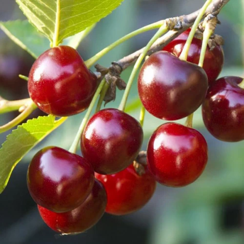 Вишня "Лотовка", фото 1