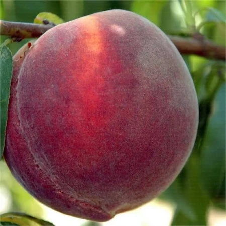 Персик Монтар, фото 1