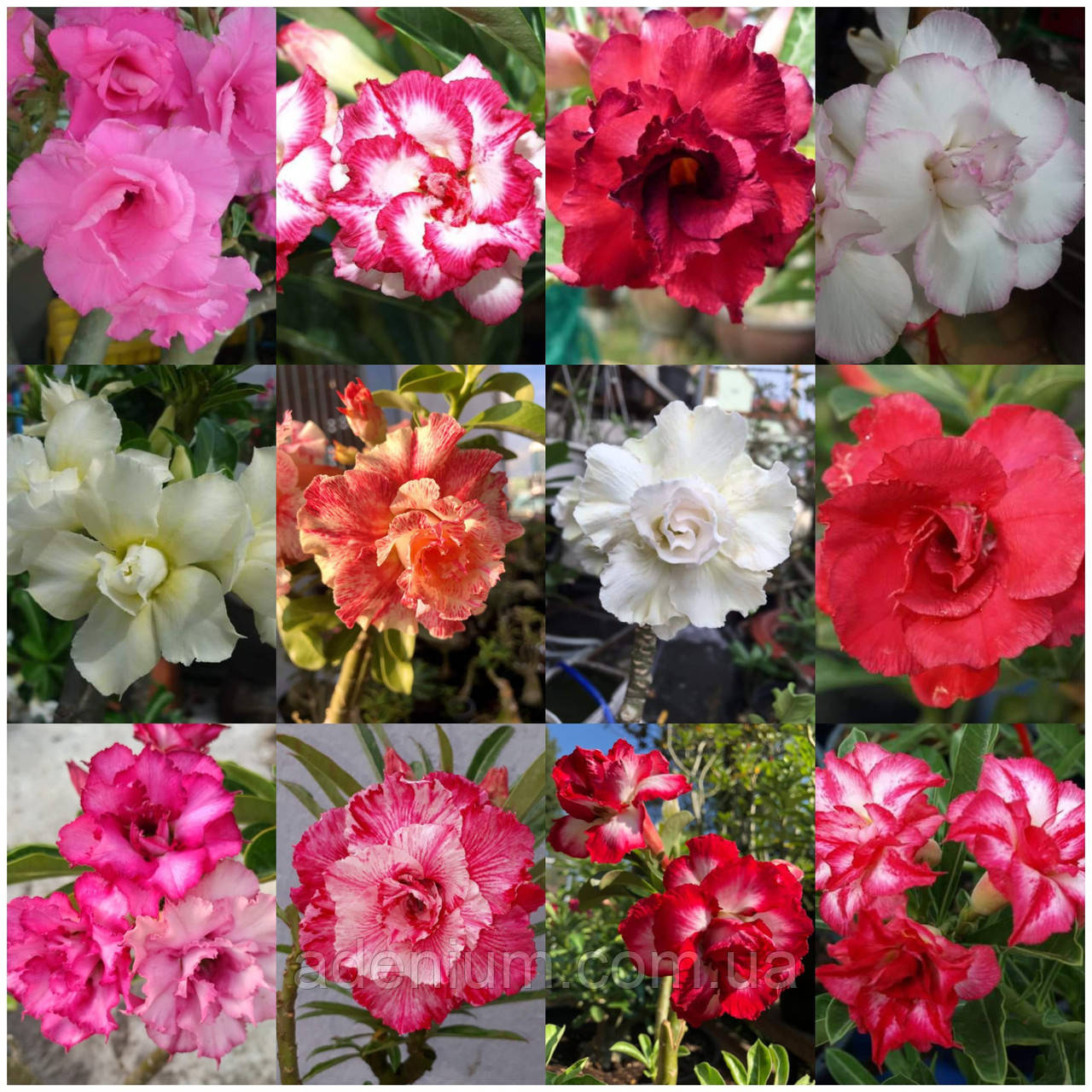 Сіянці аденіума (махровий мікс) #5, фото 1