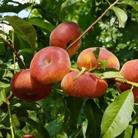 Персик інжирний Юла, фото 1