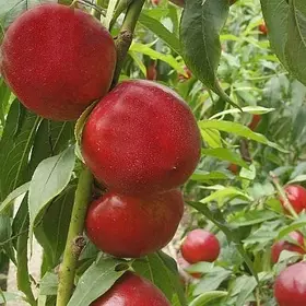 Нектарин «Микитский 85»