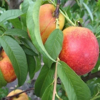 Нектарин "NGC 19", фото 1