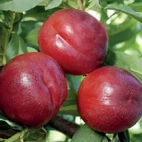 Нектарин Екстрім Ред