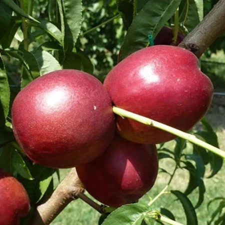 Нектарин Ерлі Стар, фото 1