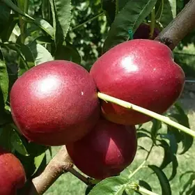 Нектарин Ерлі Стар