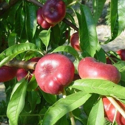 Нектарин інжирний "Концеттіна", фото 1