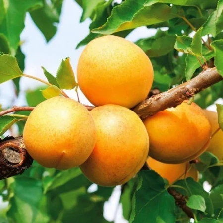 Абрикос Сирена, фото 1