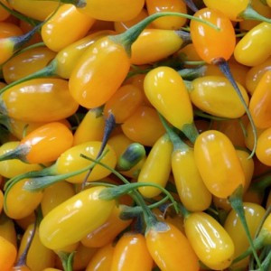 Годжі Amber Sweet 2 річний, Годжі Амбер Світ, Lycium barbarum Amber Sweet / Goji