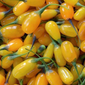 Годжі Amber Sweet 2 річний, Годжі Амбер Світ, Lycium barbarum Amber Sweet / Goji, фото 1