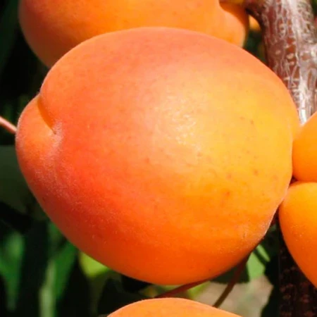Абрикос «Луїза Бланк», фото 1