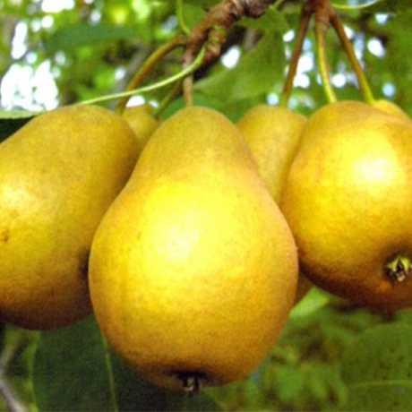 Груша Золота Осінь (зимова), фото 1