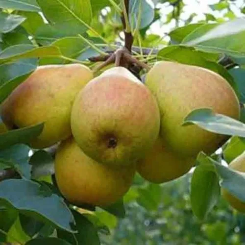 Груша Кучерянка (зимова), фото 1