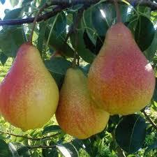 Груша Марія (зимова), фото 1