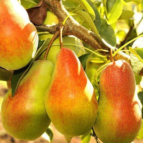 Груша Чудесниця (зимня), фото 1