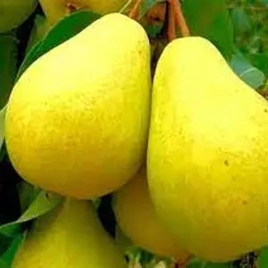 Груша Ганнуся (осіння), фото 1