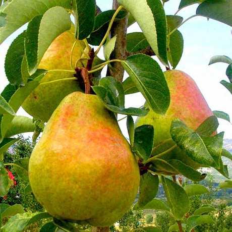 Груша Маргарита Марілья (середня), фото 1