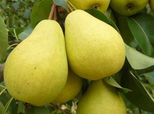 Груша Чижевська (середньостигла), фото 1