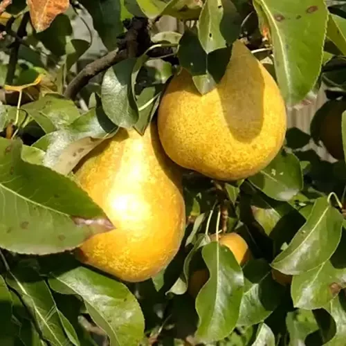 Груша Сільва (осіння), фото 1