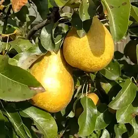 Груша Сільва (осіння)