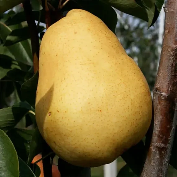 Груша Потомак (осіння), фото 1