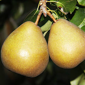 Груша Бере Гарді (середньостигла)