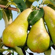 Груша Бере Люка (осіння), фото 1