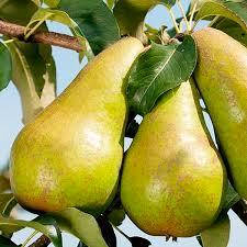 Груша Бере Люка (осіння)