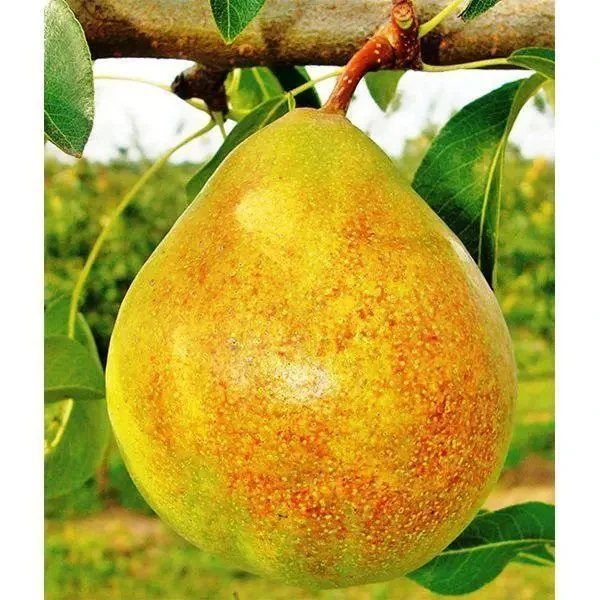 Груша Банкетна (осіння), фото 1