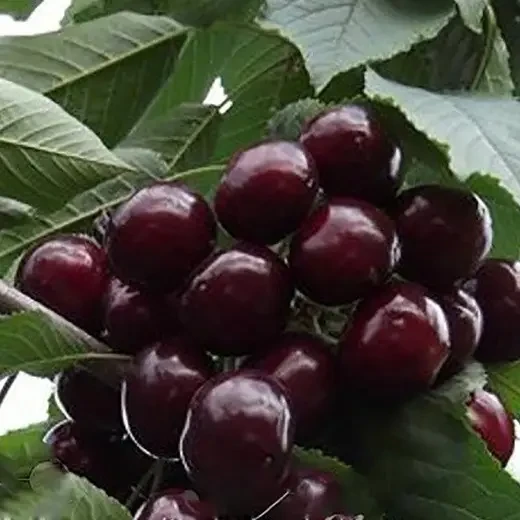 Черевишня "Слов'янка", фото 1