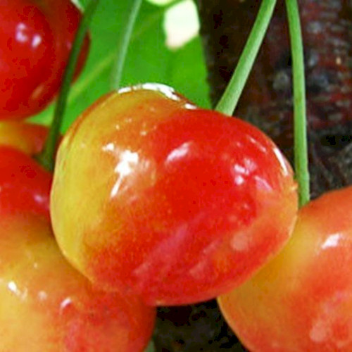 Черешня "Присадибна", фото 1