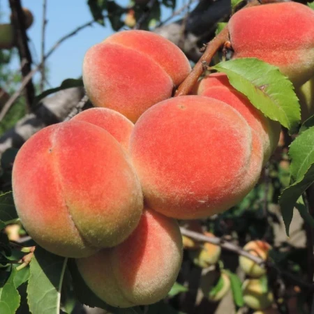 Персик Дніпровський, фото 1