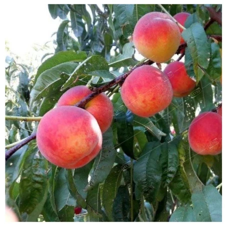 Персик Кубанский, фото 1