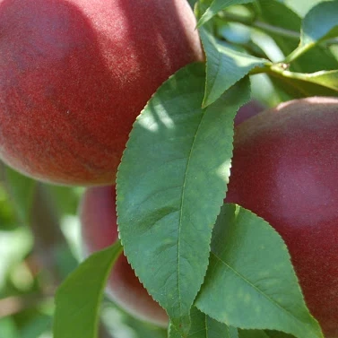 Персик Річ Мей купити, фото 1