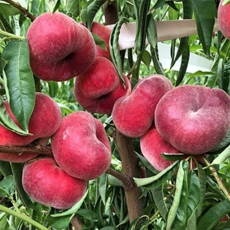 Персик інжирний Саманта, фото 1