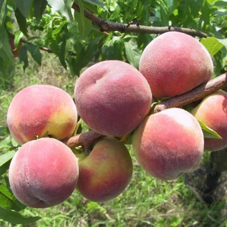 Персик Роял Глорі, фото 1