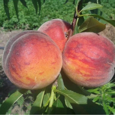 Персик Ерлі Хрест, фото 1