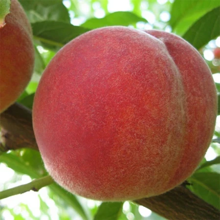 Персик Харнас, фото 1