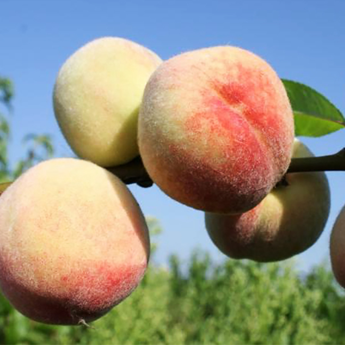 Персик Донецький Білий, фото 1