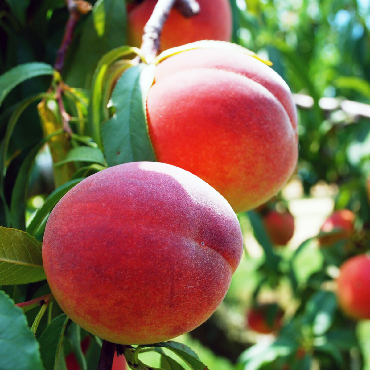 Персик Вашингтон, фото 1