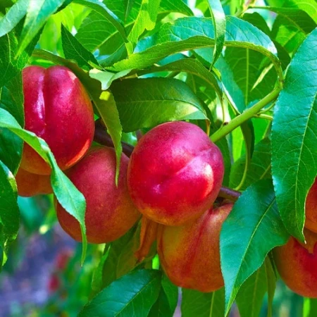 Нектарин Оріон, фото 1