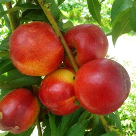 Нектарин "Хемус", фото 1