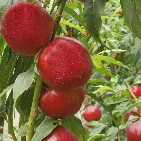 Нектарин «Микитский 85», фото 1