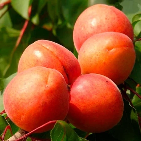 Абрикос Світ Ред, фото 1