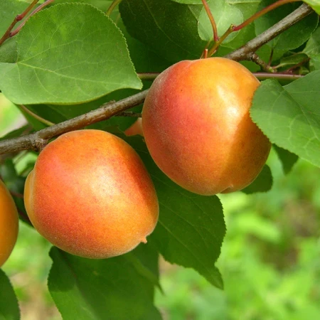 Абрикос Хар Лайн, фото 1