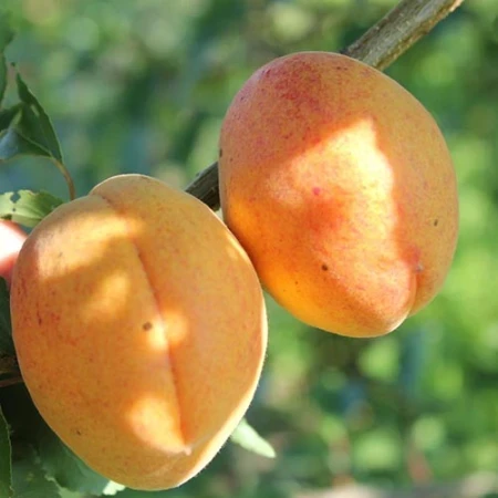 Абрикос ананасний Цюрупинський, фото 1