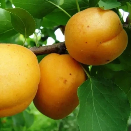 Абрикос Селена, фото 1