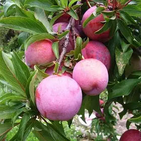 Диплоїдна злива "Формоза"