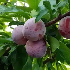 Слива диплоїдна Ерлі Квін