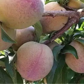 Диплоїдна злива «Суперіор»