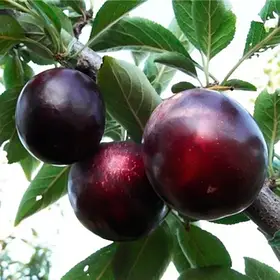 Диплоїдна злива «Глобус»